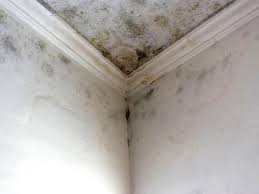 Best Mold Damage Restoration  in Huntley, IL