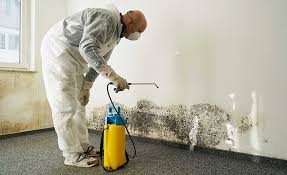 Mold Odor Removal Services in Huntley, IL