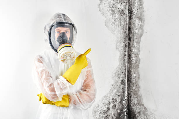 Professional Mold Inspection in Huntley, IL