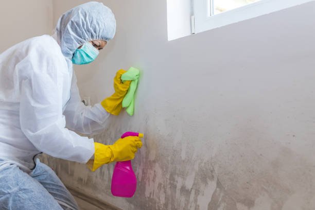 Best Mold Removal for HVAC Installations  in Huntley, IL